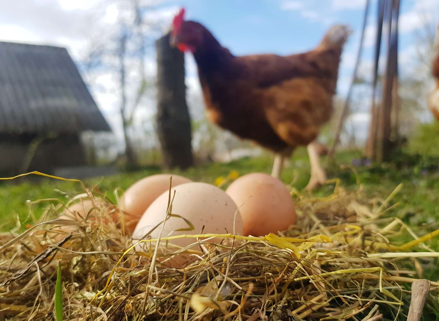 kurki wylęgarnia drobiu
